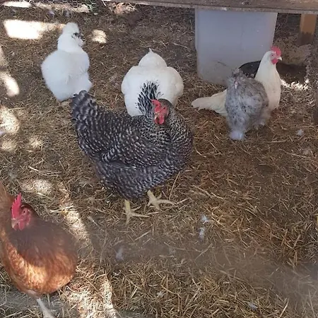 Loft La Pommeraie Privat bolig Nogent (Haute-Marne)